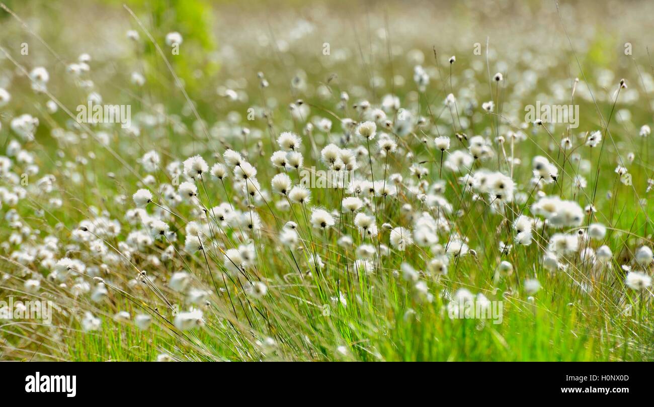 Tussock cottongrass (Eriophorum vaginatum), Grundbeckenmoor, Nicklheim, alpine upland Bavaria, Germany Stock Photo