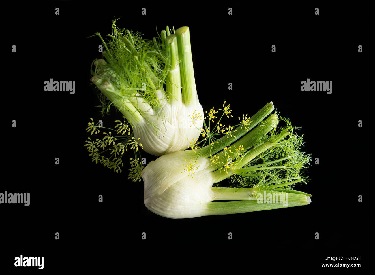 Fennel (Foeniculum vulgare) and fennel flowers on black background Stock Photo Alamy