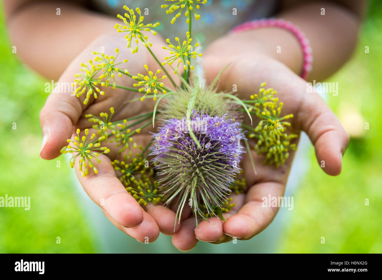 Wild teasels (Dipsacus fullonum) and fennel (Foeniculum vulgare) flowers in hands, Germany Stock Photo