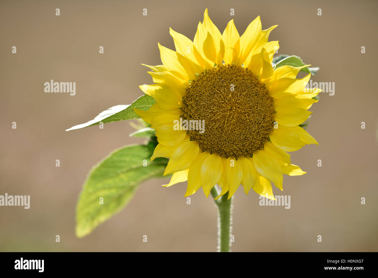 Lustiger Bären-Duschvorhang – Rustikales Sonnenblumen-Design, Landhausstil, Mit Haken, Polyester