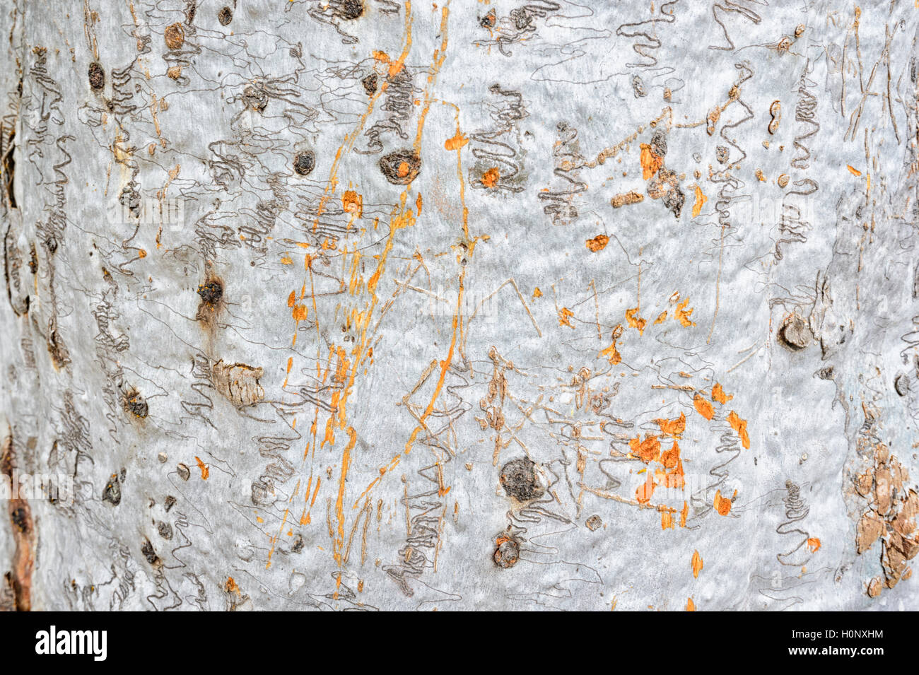 Close-up of the bark of a Scribbly Gum (Eucalyptus sp.), New South Wales, NSW, Australia Stock Photo