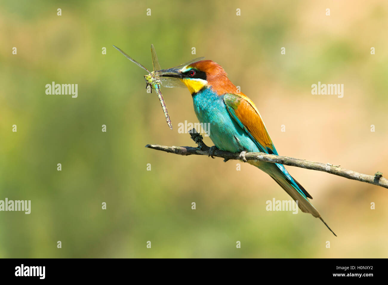 European bee-eater (Merops apiaster) with dragonfly, prey, Burgenland, Austria Stock Photo