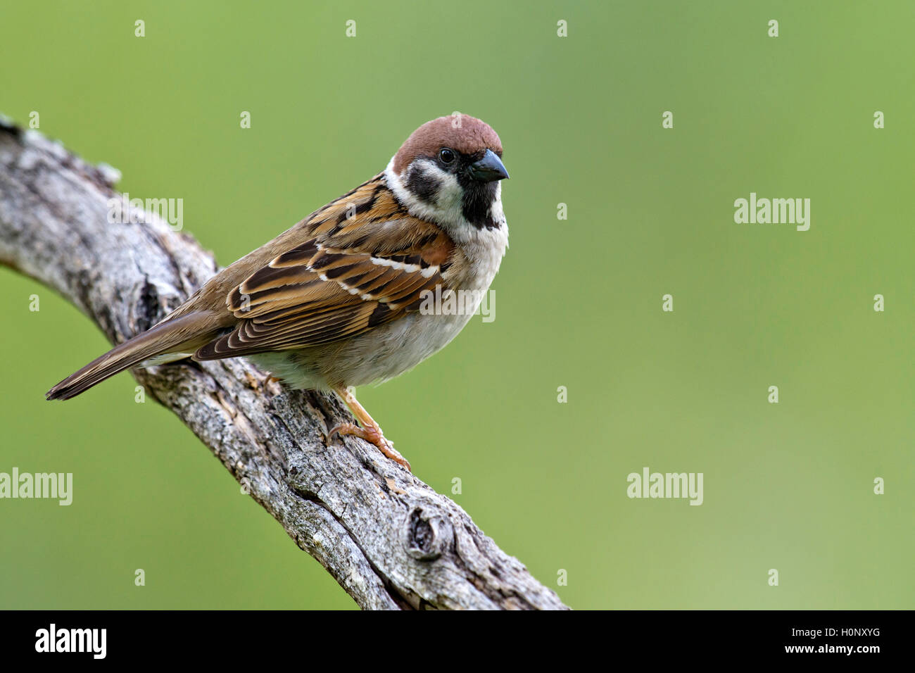 Eurasian tree sparrow (Passer montanus), Schwaz, Tyrol, Austria Stock Photo