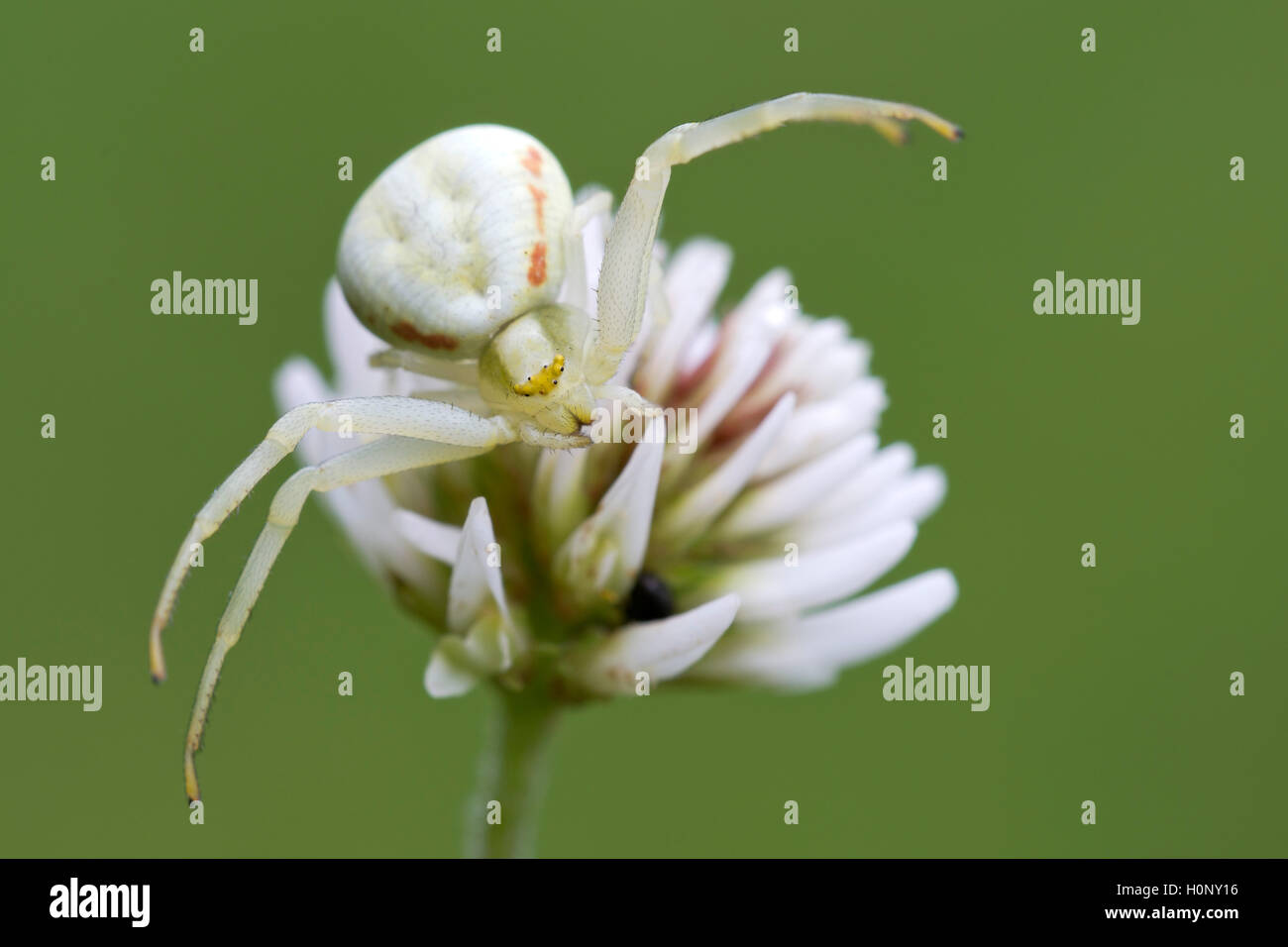 Crab spider (Misumena vatia) on white clover, Limbach, Burgenland, Austria Stock Photo