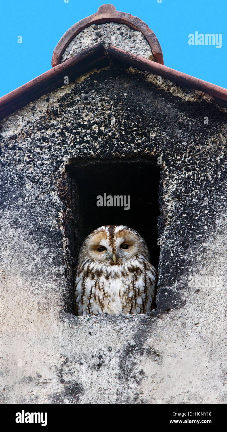 Tawny owl (Strix aluco), Thaur, Tyrol, Austria Stock Photo