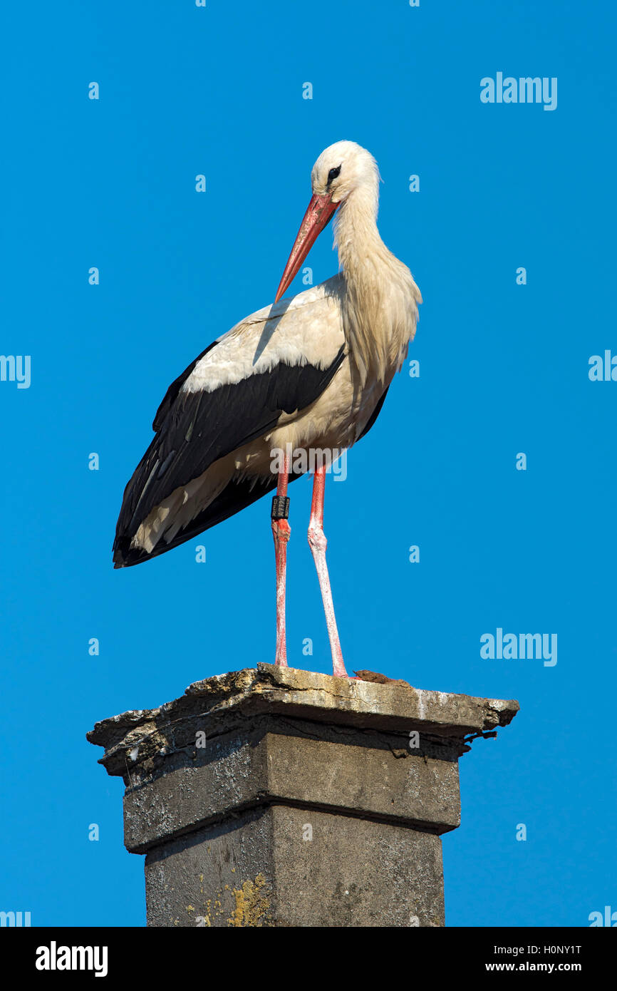 White stork (Ciconia ciconia) perched on a fireplace, Rudersdorf, Burgenland, Austria Stock Photo
