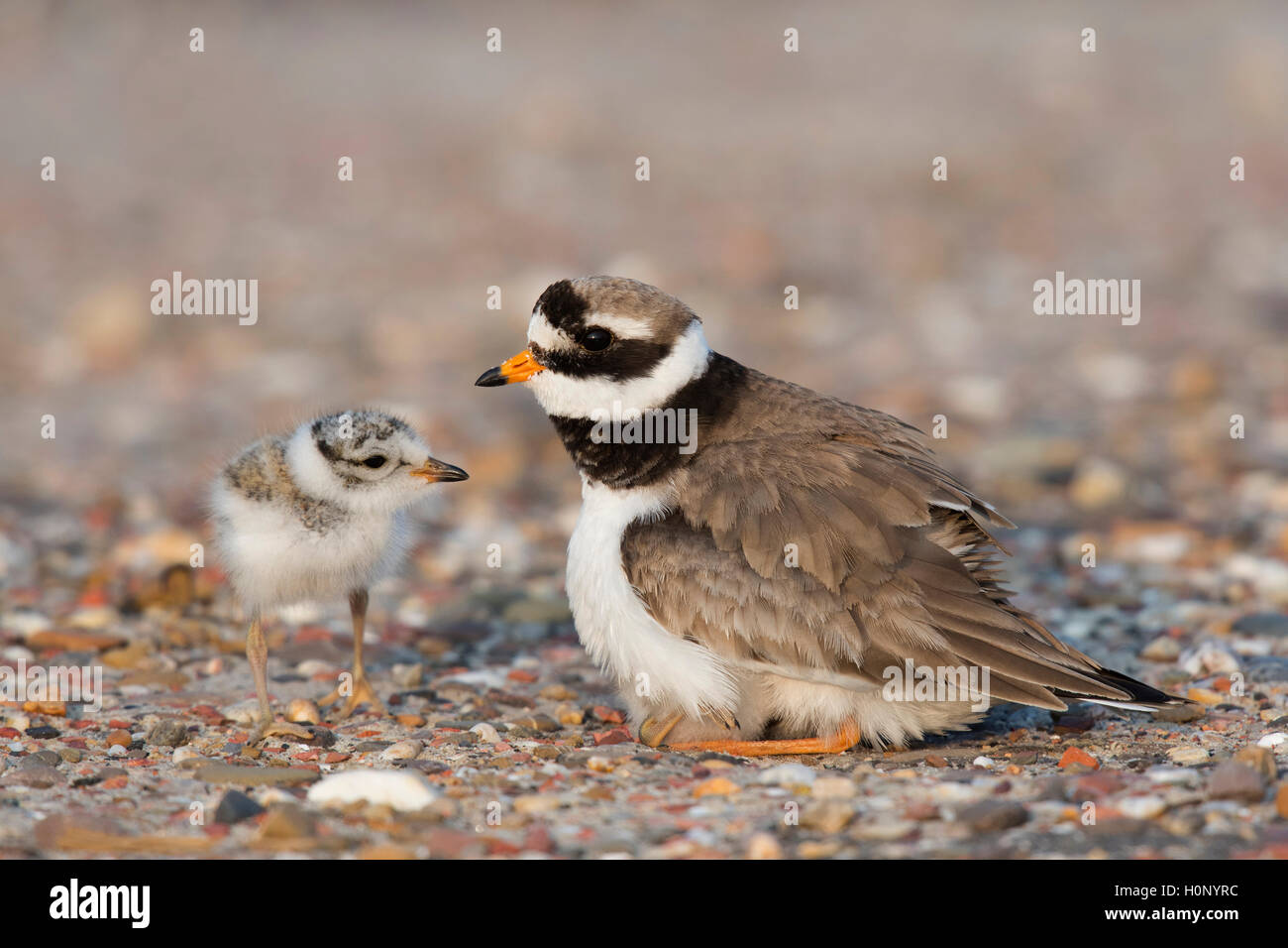 Common ringed plover (Charadrius hiaticula) with chick, Texel, Province of North Holland, Netherlands Stock Photo
