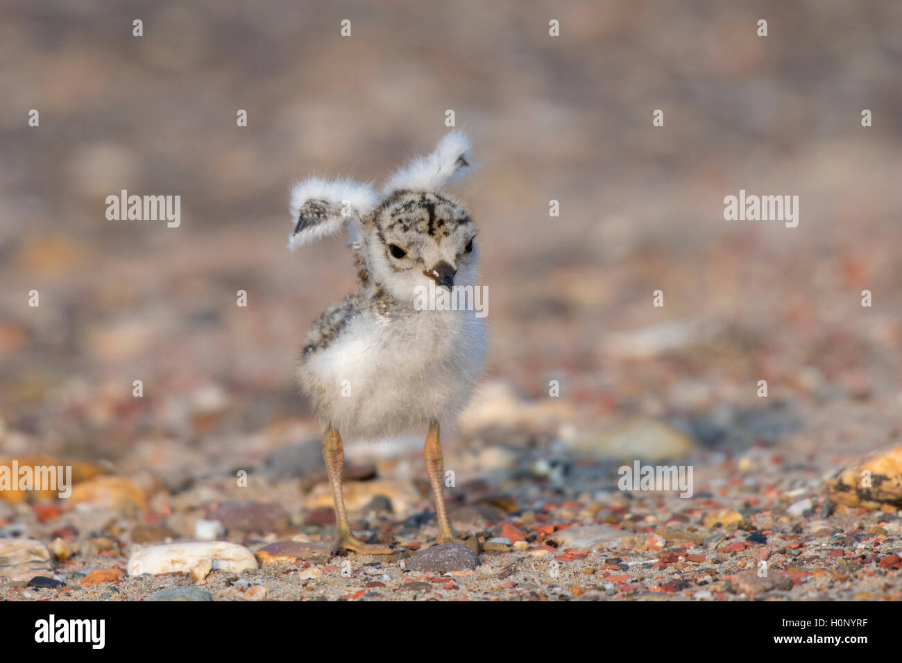 Common ringed plover (Charadrius hiaticula), chicks with wings spread, Texel, Province of North Holland, Netherlands Stock Photo