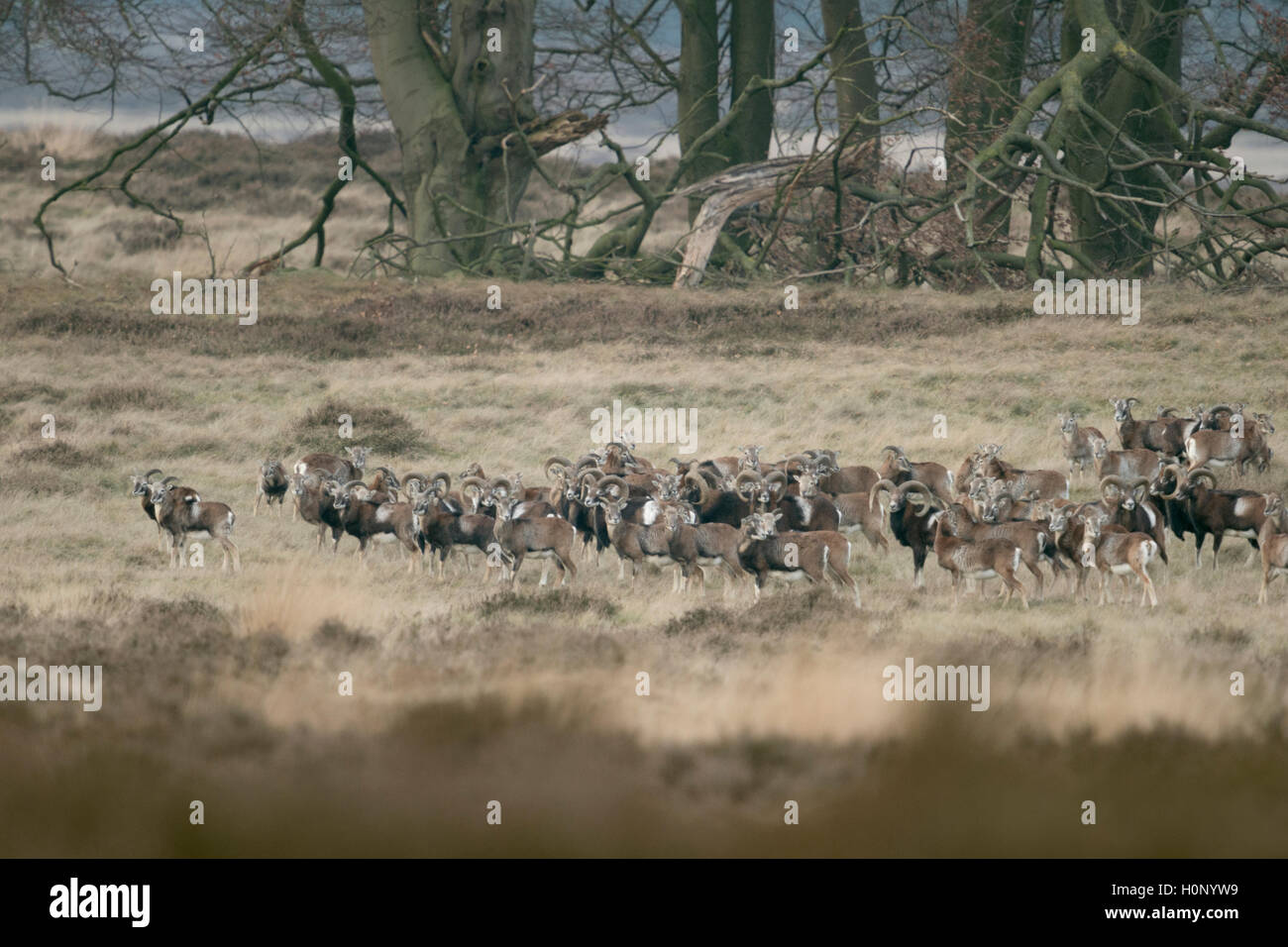 European Mouflons / Europäisches Muffelwild ( Ovis orientalis musimon ), whole herd, on dry grassland in winter. Stock Photo