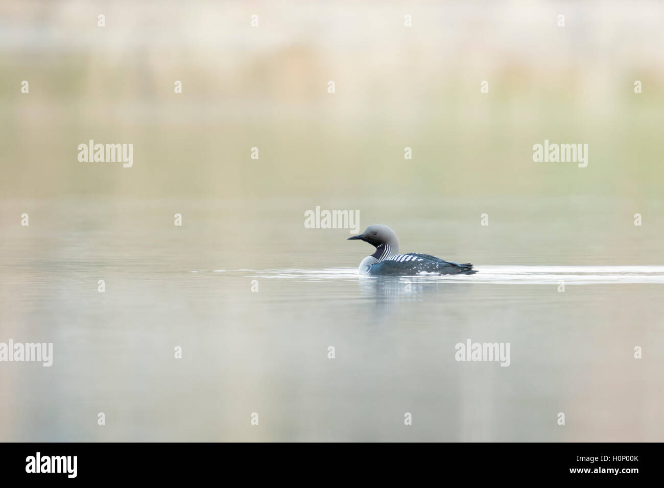 Black-throated Loon / Arctic Loon / Prachttaucher ( Gavia arctica ) in breeding dress, swimming on a lake, in distance, Sweden. Stock Photo
