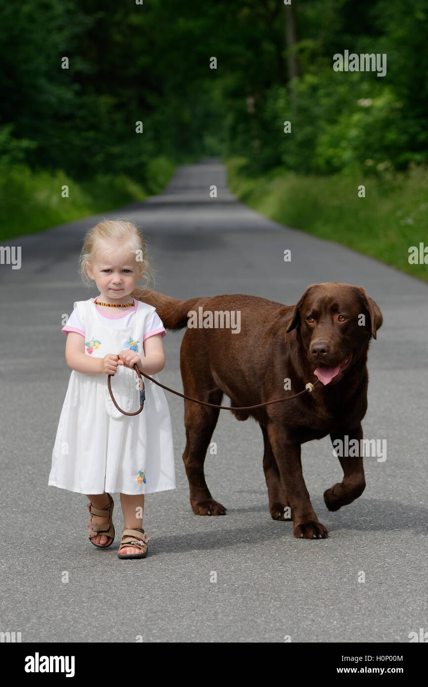 Kleines Mädchen, 2 Jahre alt, geht Hund (brauner Labrador Retriever) spazieren Stock Photo