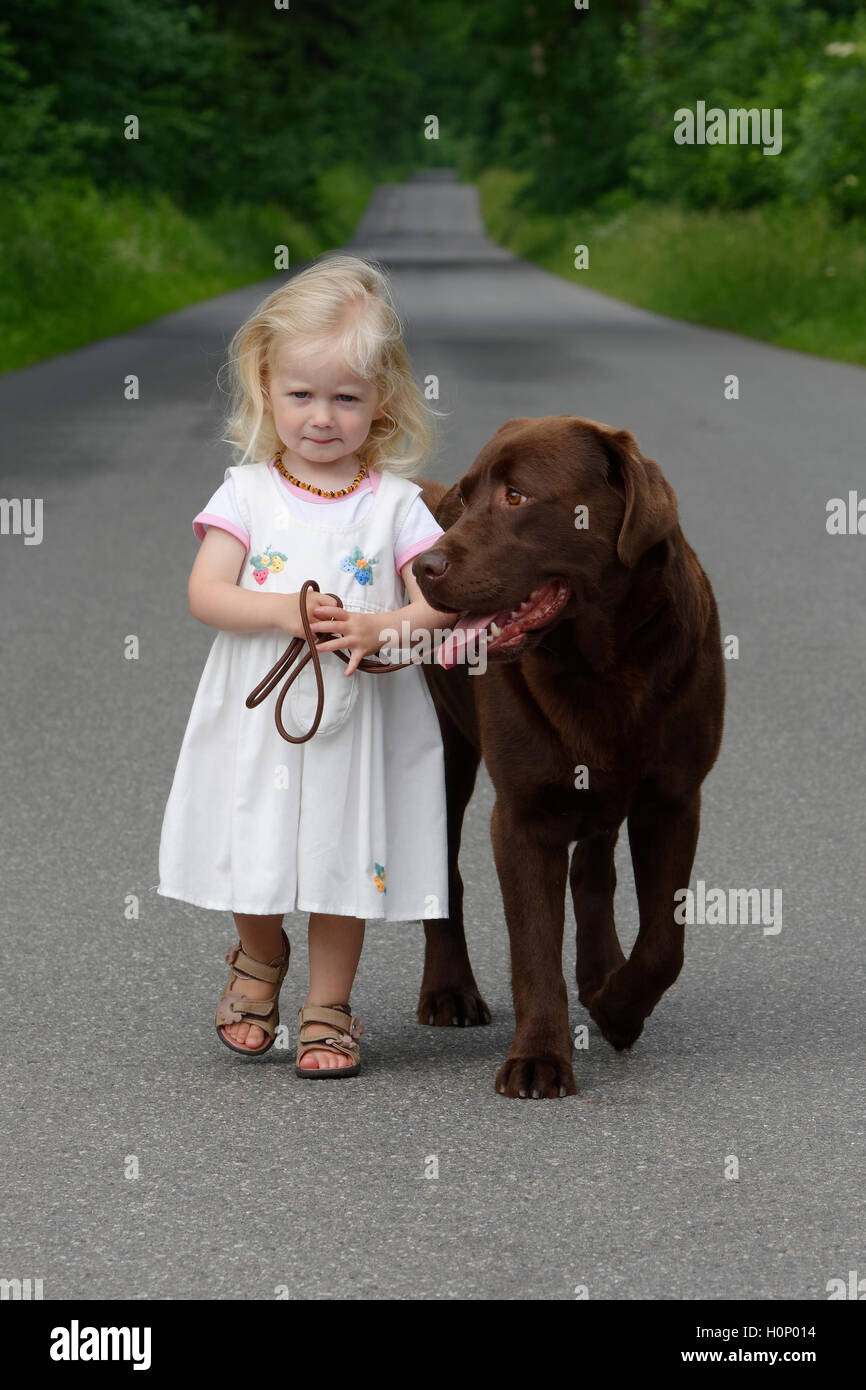Kleines Mädchen, 2 Jahre alt, geht Hund (brauner Labrador Retriever) spazieren Stock Photo