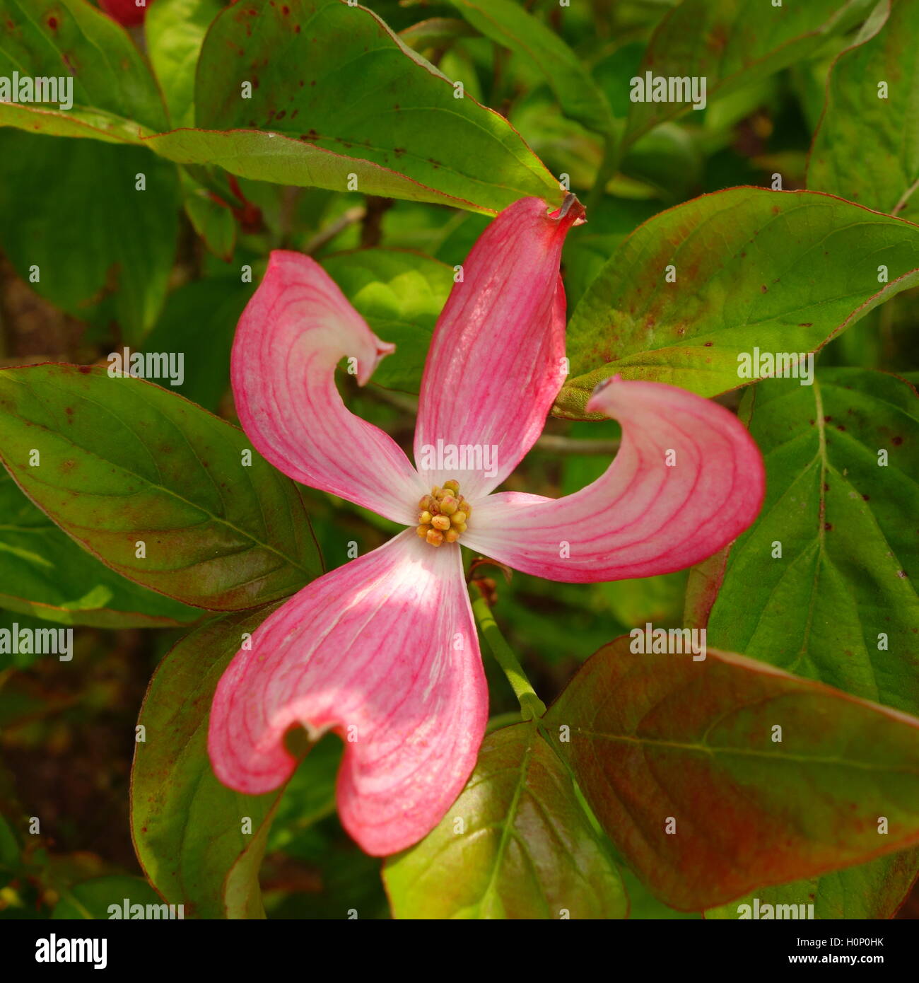 Pink Dogwood Flower Stock Photo