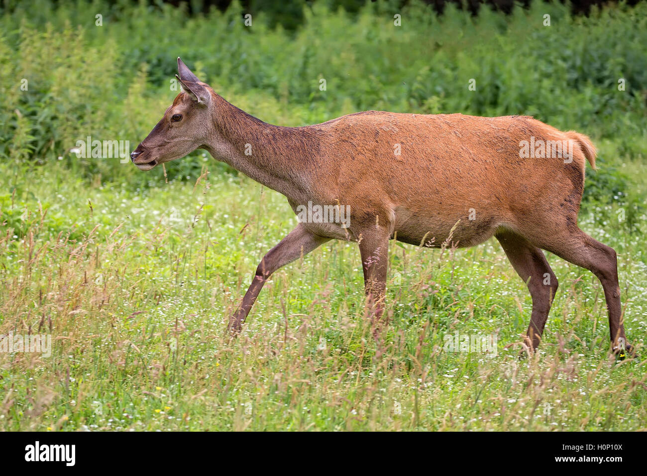 Red deer on the run in the wild Stock Photo