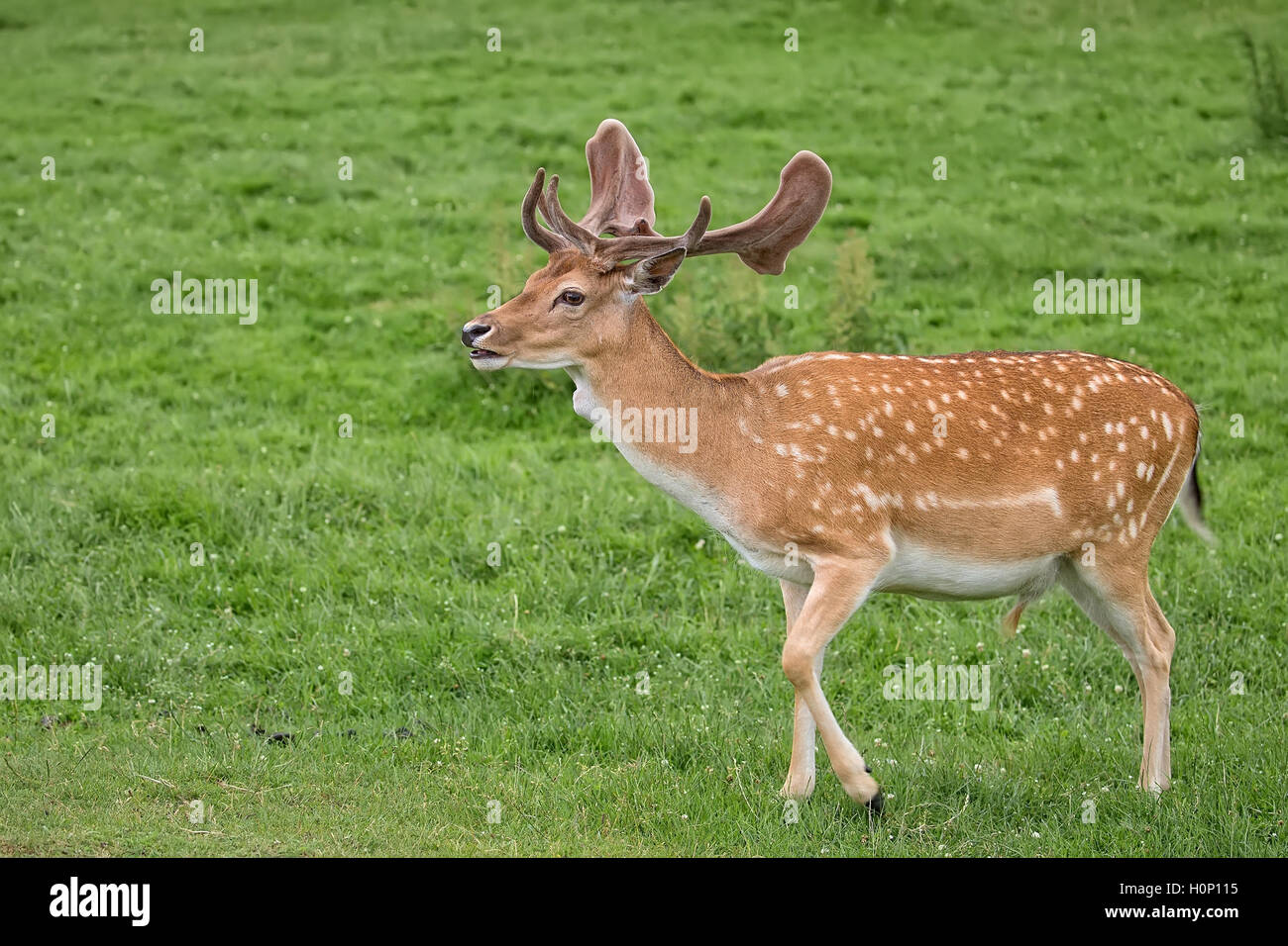 Fallow deer in the wild in a clearing Stock Photo