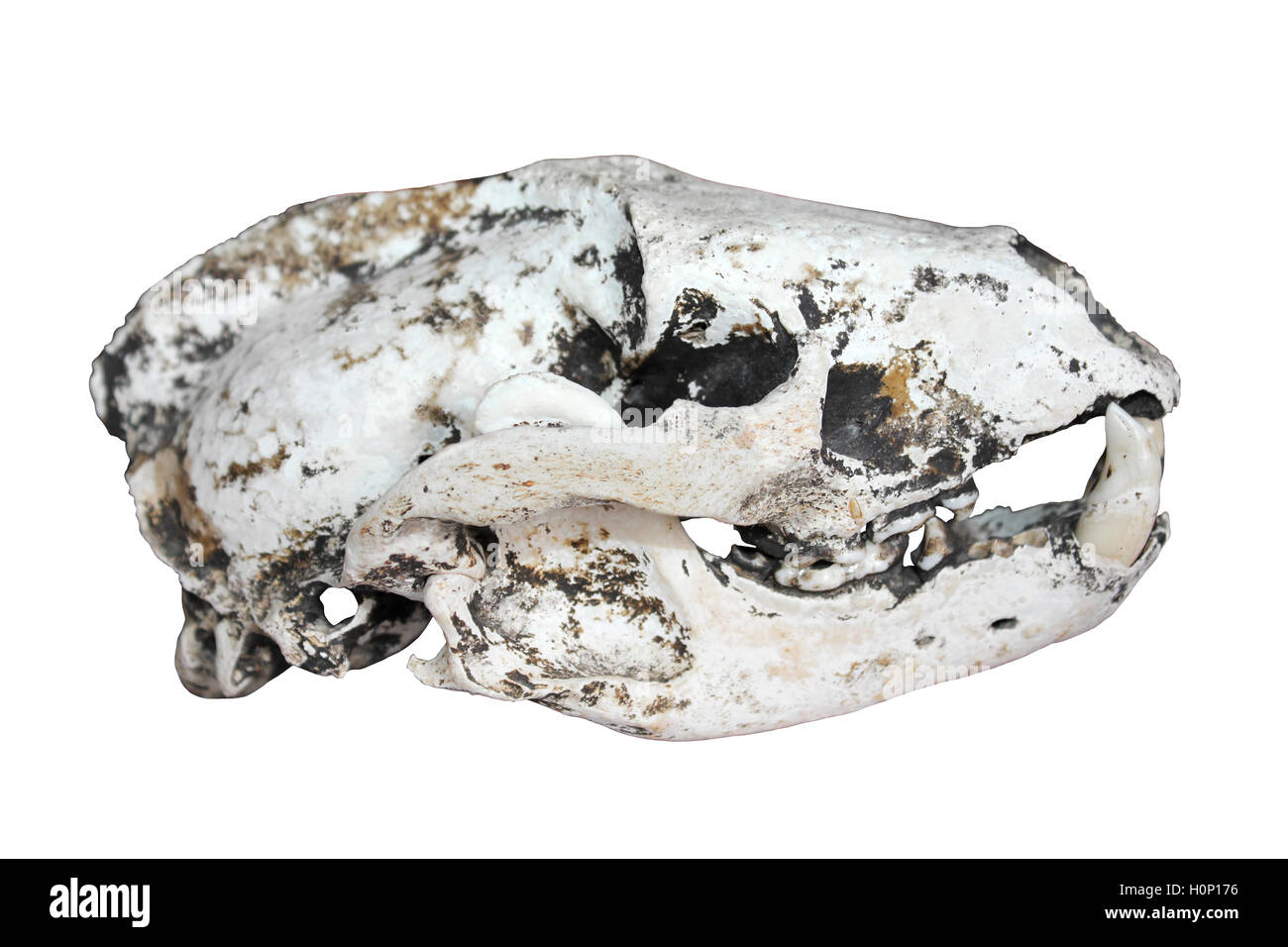 European Badger Skull Meles meles Side View Stock Photo Alamy