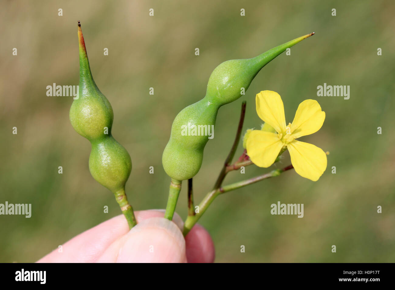 Sea Radish Raphanus raphanistrum subsp. maritimus Seed Pods and Flower Stock Photo