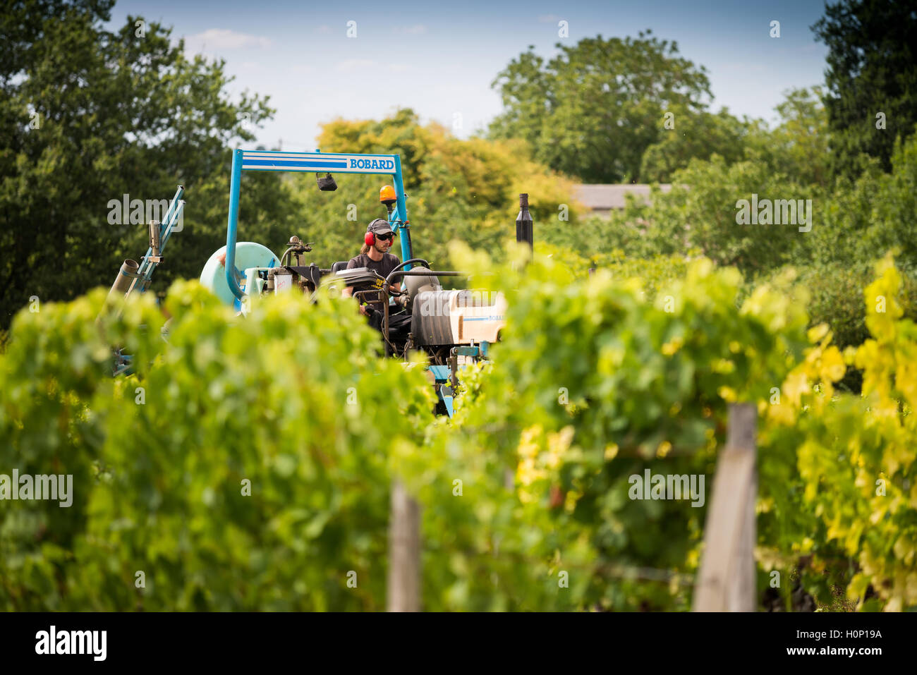tractor at work during harvest in vineyard at St Emilion, Bordeaux wine region of France Stock Photo