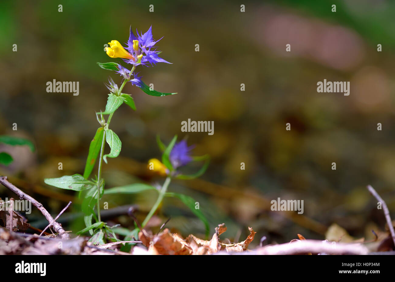 flowers aquilegia vulgaris - Common columbine in forest Stock Photo