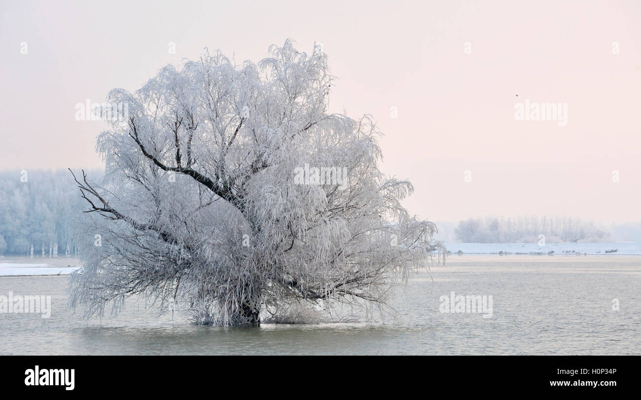 Frosty winter tree on Danube river Stock Photo