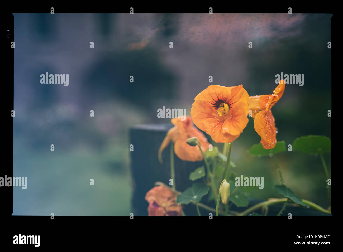 Nasturtium flower, cross processed slide film effect. Stock Photo