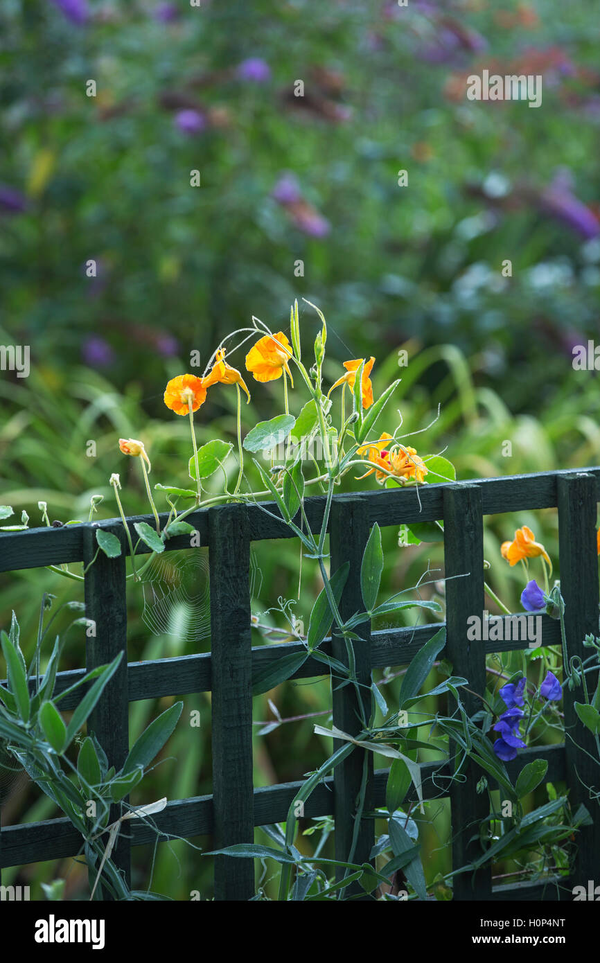 Nasturtium flowers growing up wooden trellis. Stock Photo