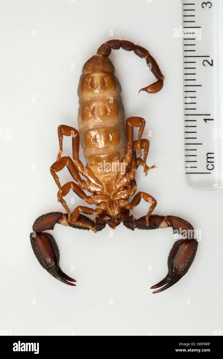 Small scorpion, Scorpiops pachmarhicus Pachmarhi, Madhya Pradesh. Endemic to the Satpura hills of central India. Stock Photo