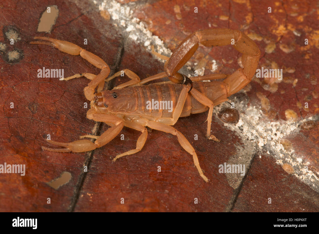 Lychas tricarinatus Ponducherry. Buthid scorpion with three mesosomal carina that distinguish it from other members of the genus Stock Photo