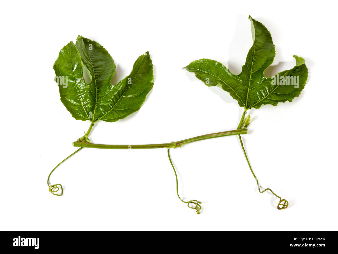 Studio shot section of vine two green leaves and curling tendrils of