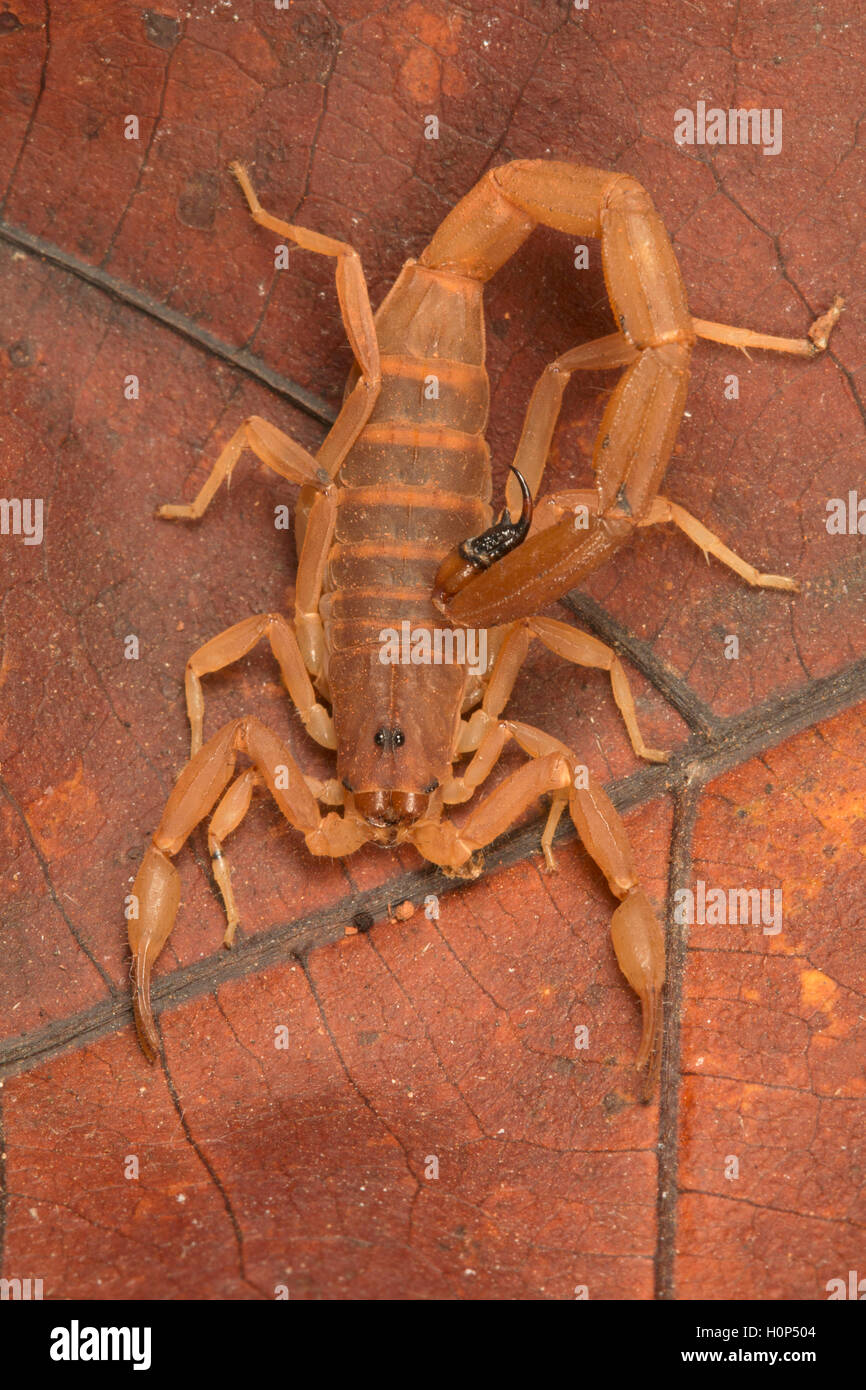 Lychas tricarinatus Ponducherry. Buthid scorpion with three mesosomal carina that distinguish it from other members of the genus Stock Photo