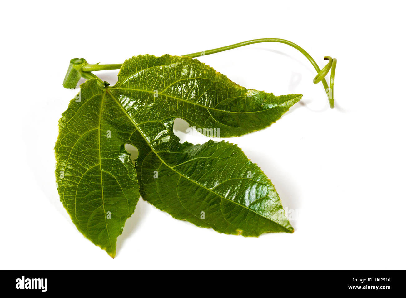 Studio shot section of vine single green leaf and curling tendrils of