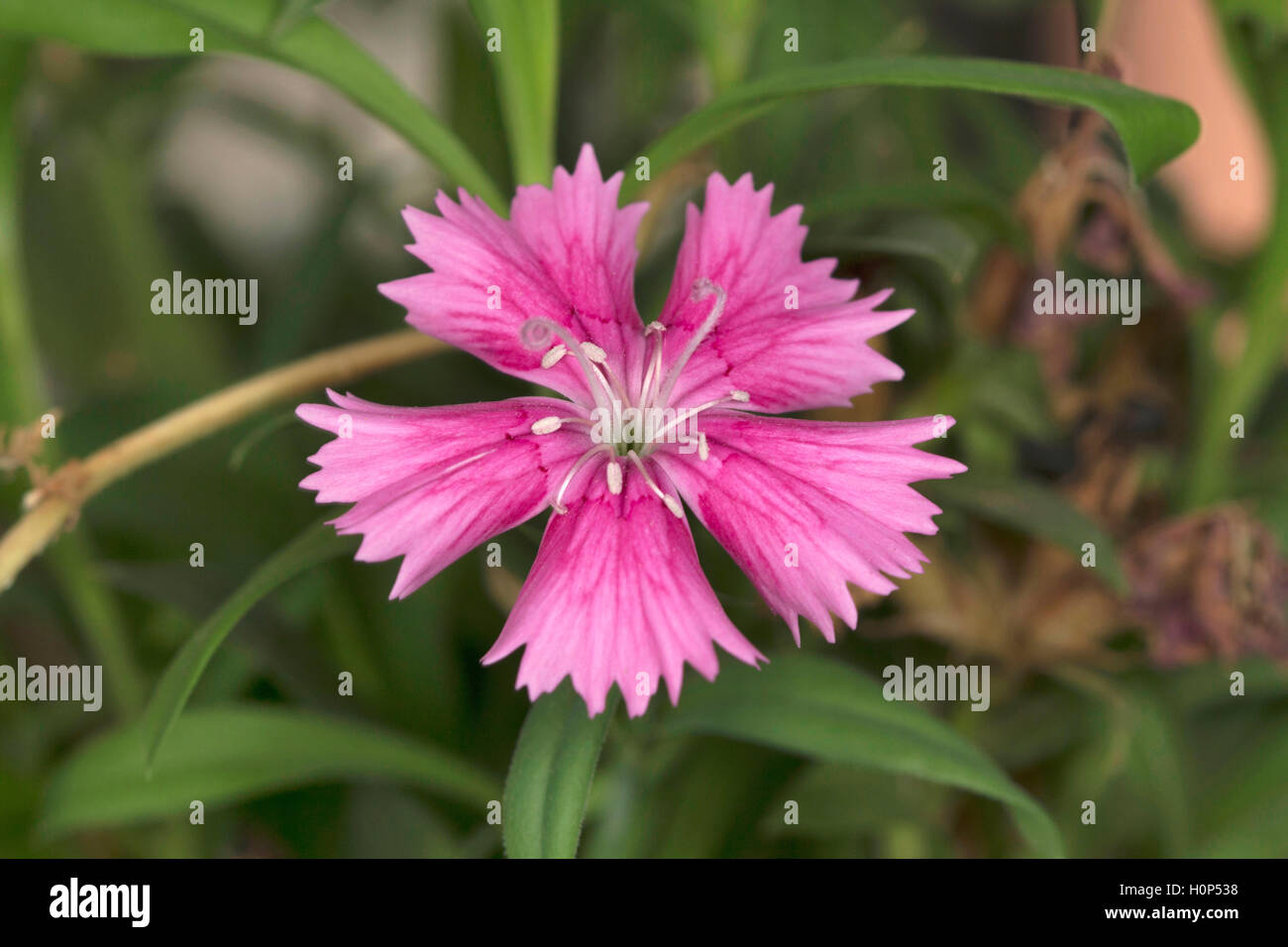Dianthus chinensis or pink chinese, NCBS, Bangalore, Karnataka. Stock Photo