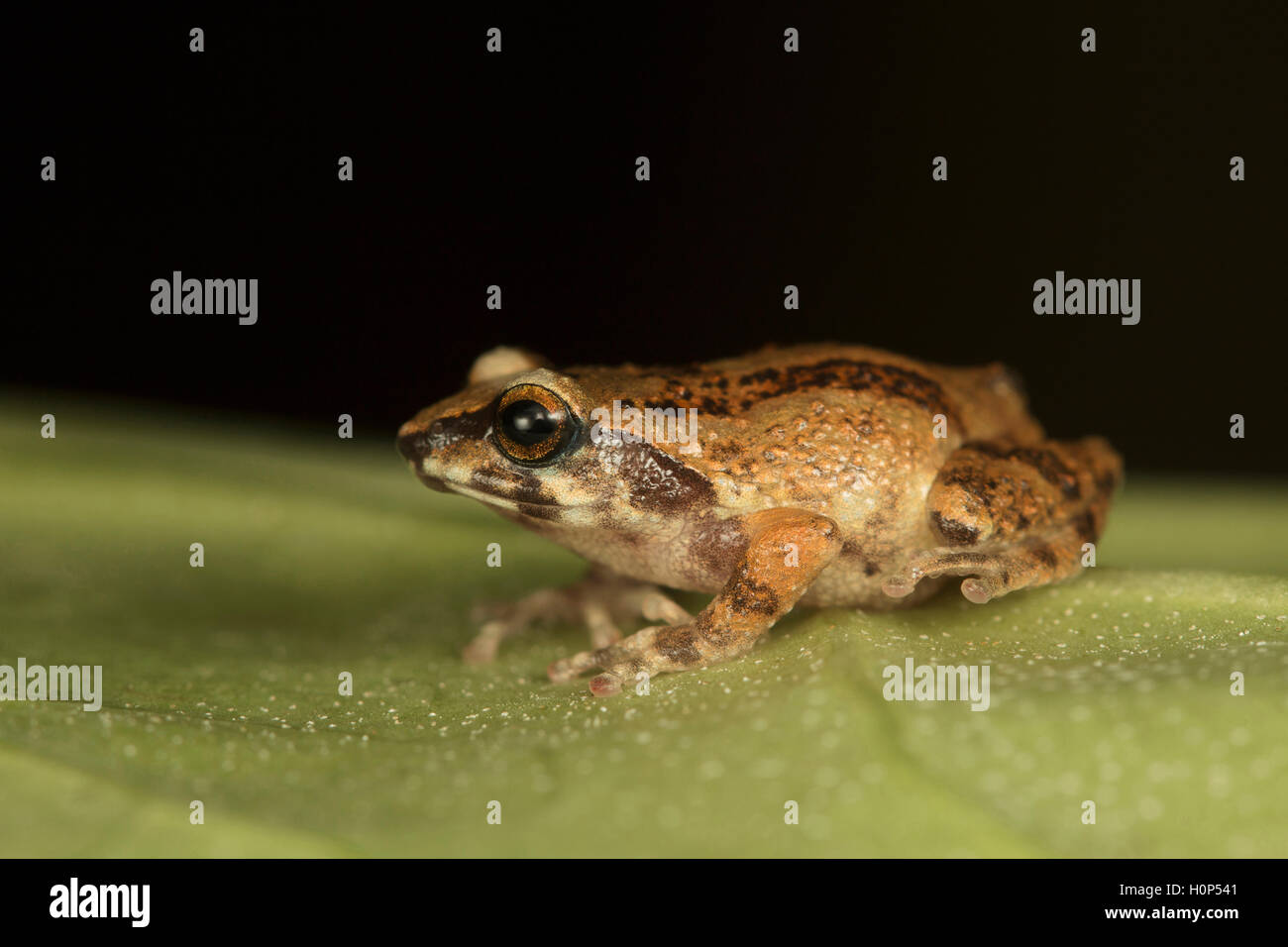 Small bush frog, Raorchestes dubois Kodaikanal, Tamil Nadu. Breeds in monsoons and froglets hatch from eggs. Family: Rhacophoridae IUCN : Vulnerable Stock Photo