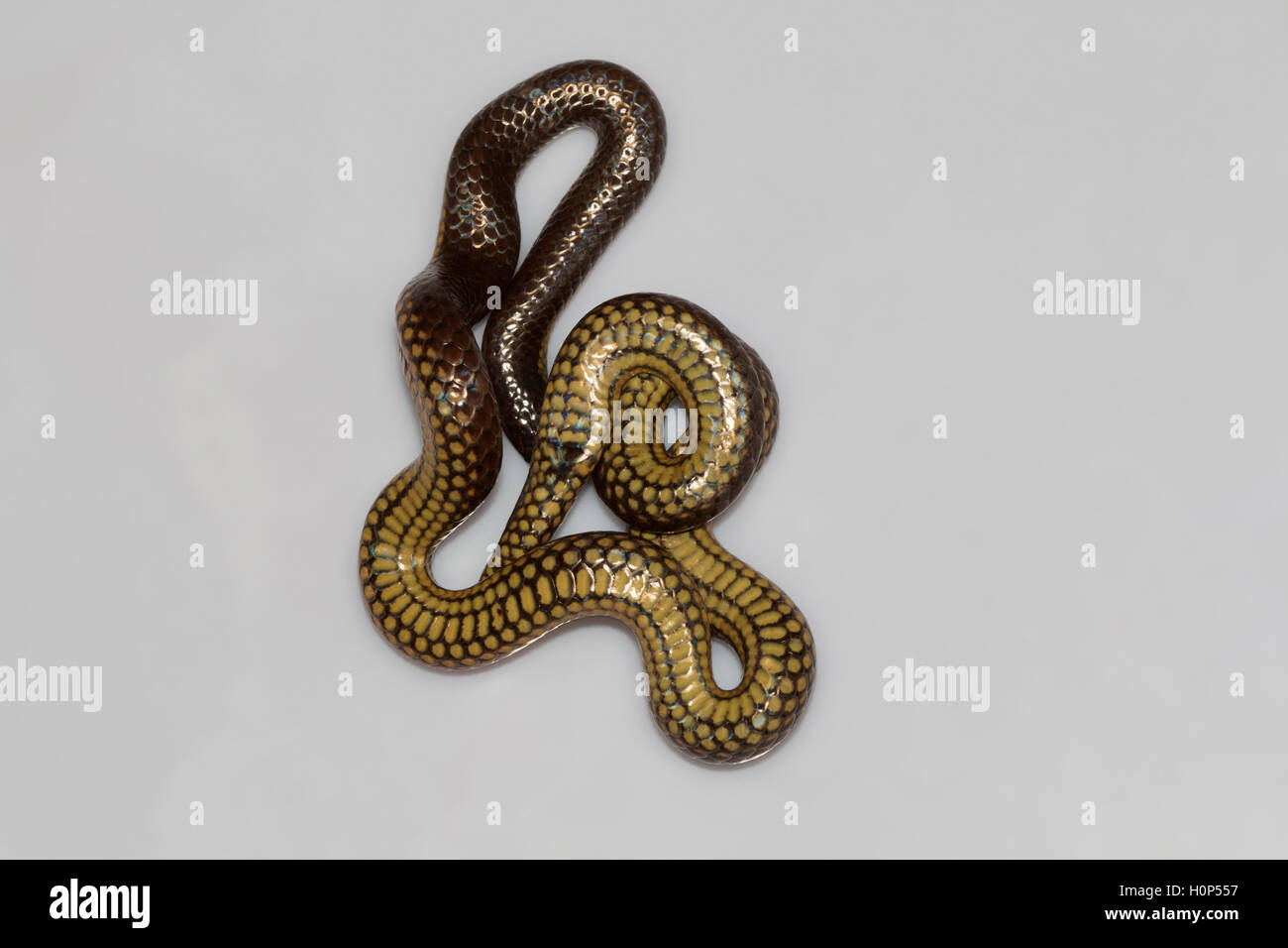 Travancore Hills thorntail snake, Platyplectrurus madurensis Kodaikanal, Tamil Nadu. Endangered species Stock Photo