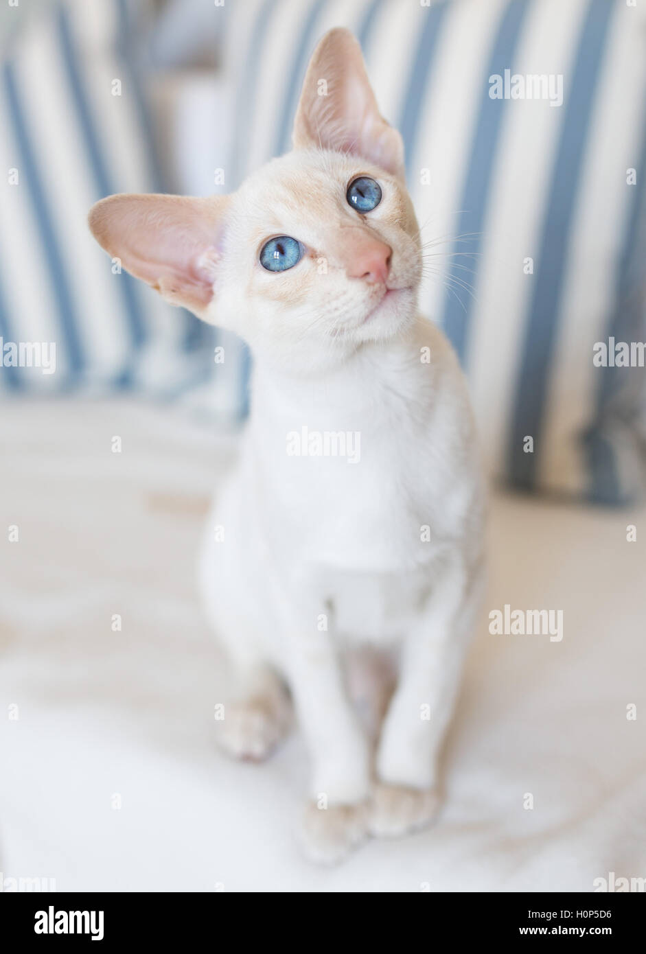 Big Ear Cat Stock Photo