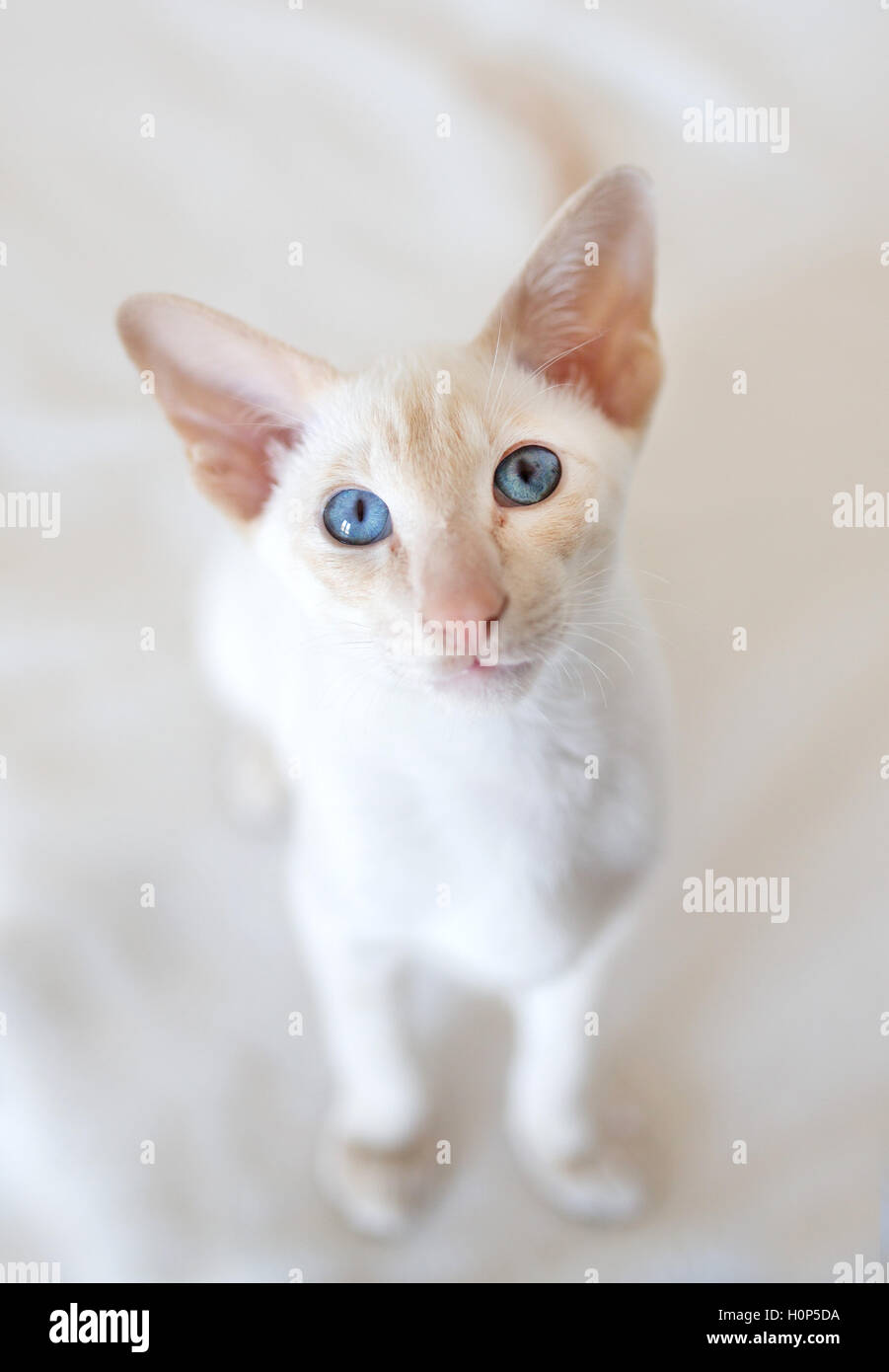 Big Ear Cat Stock Photo