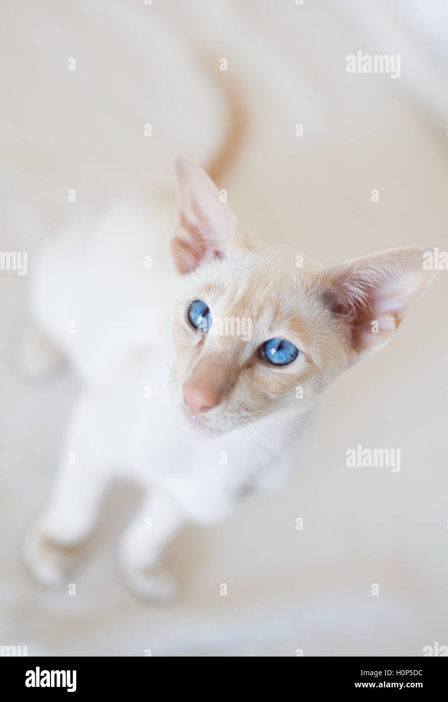 Big Ear Cat Stock Photo - Alamy