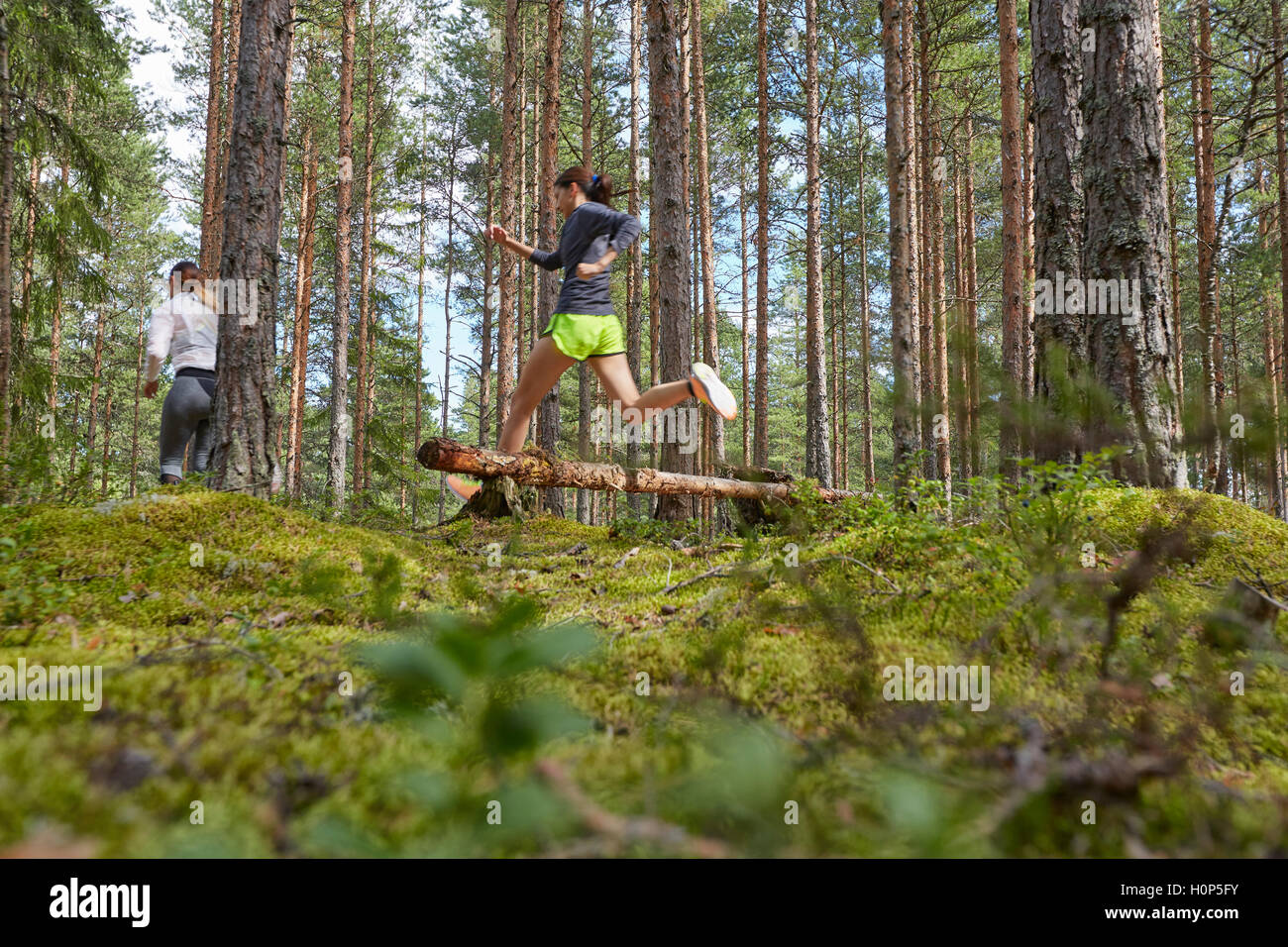 runner jumping fallen log woods Stock Photo Alamy