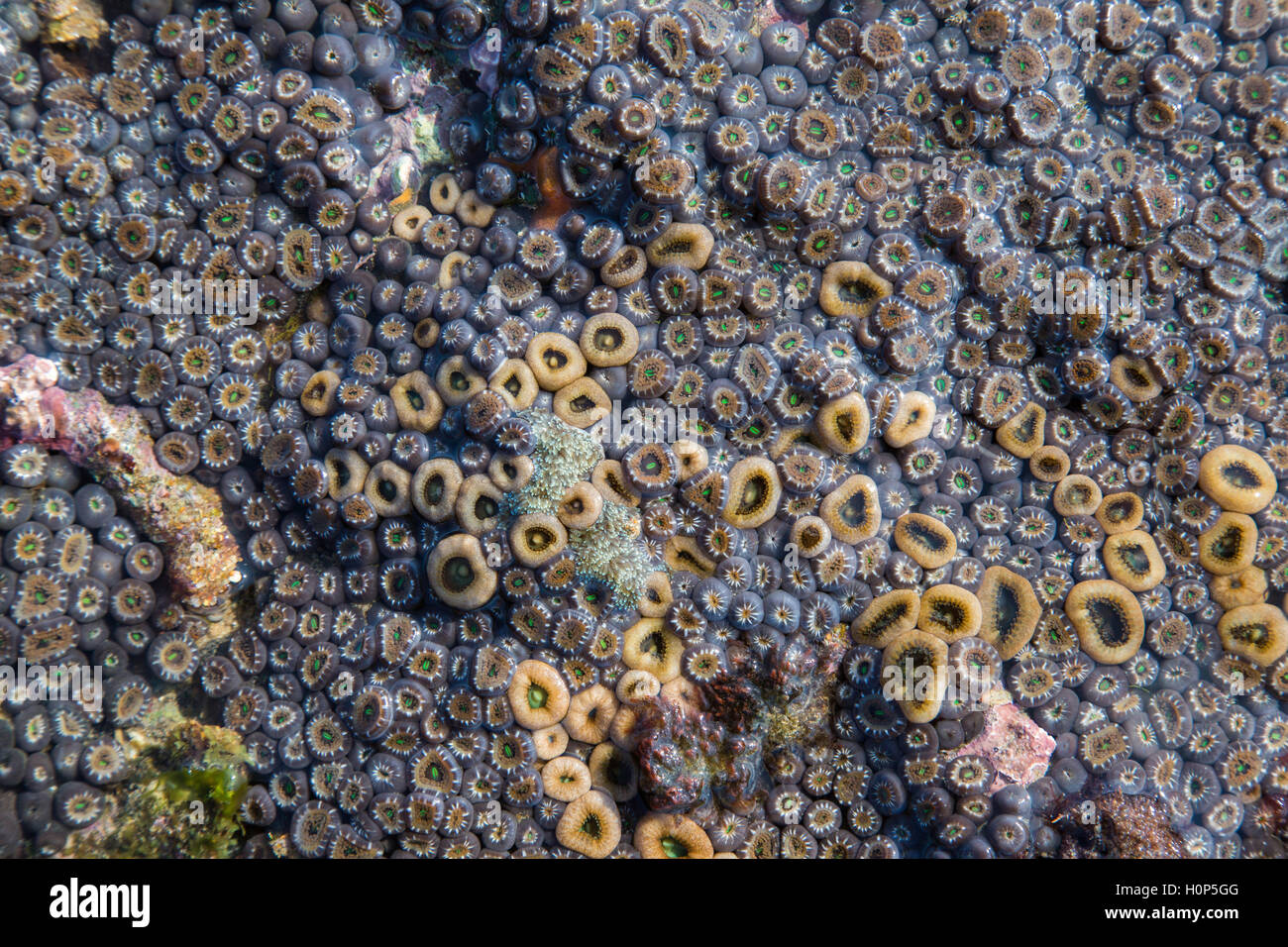 Closeup of Zoanthids on the rocks in the inter-tidal zone in the vicinity of Xai Xai, Mozambique Stock Photo