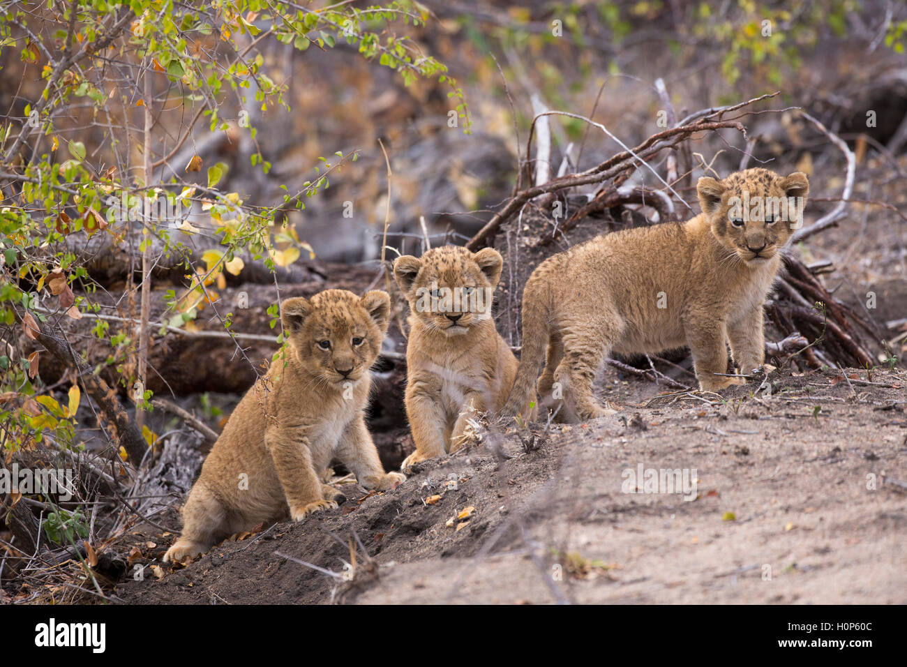 Three lion cubs  near their den site - cubs are eight weeks old Stock Photo