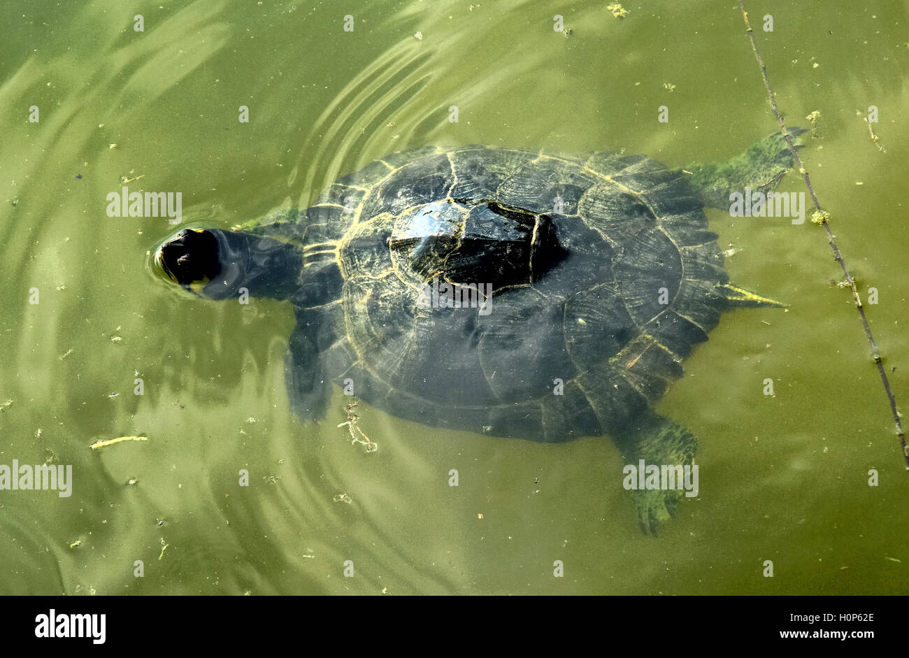 The yellow-bellied slider (Trachemys scripta scripta) is a land and ...