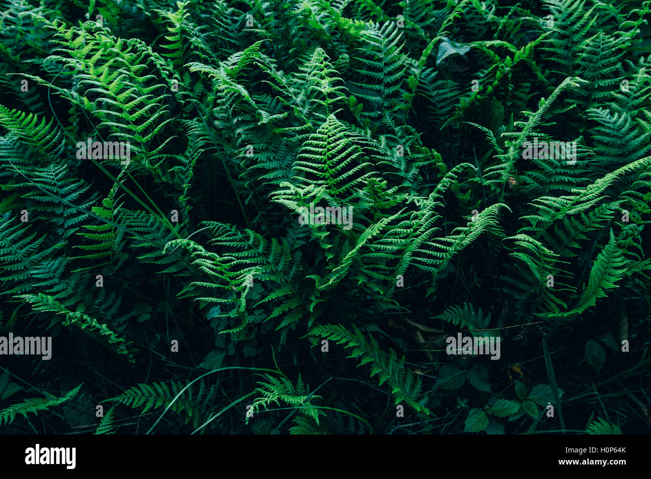 Lush green ferns hi-res stock photography and images - Alamy