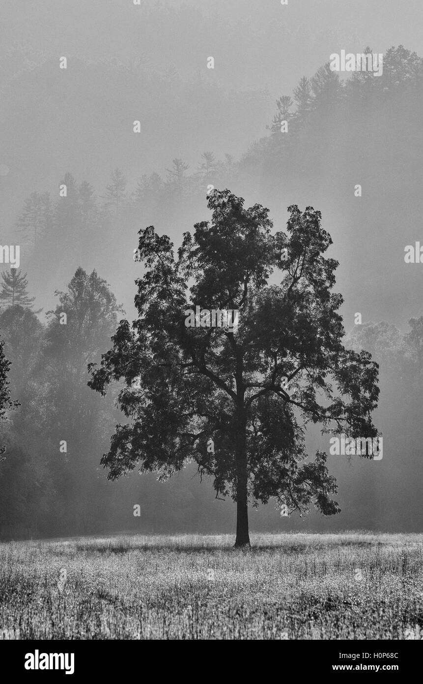 Solitary tree with bright light and forest background in Black and White Stock Photo