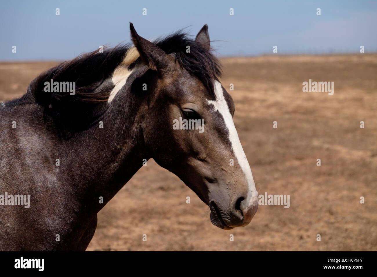 Brown horse on a field Stock Photo