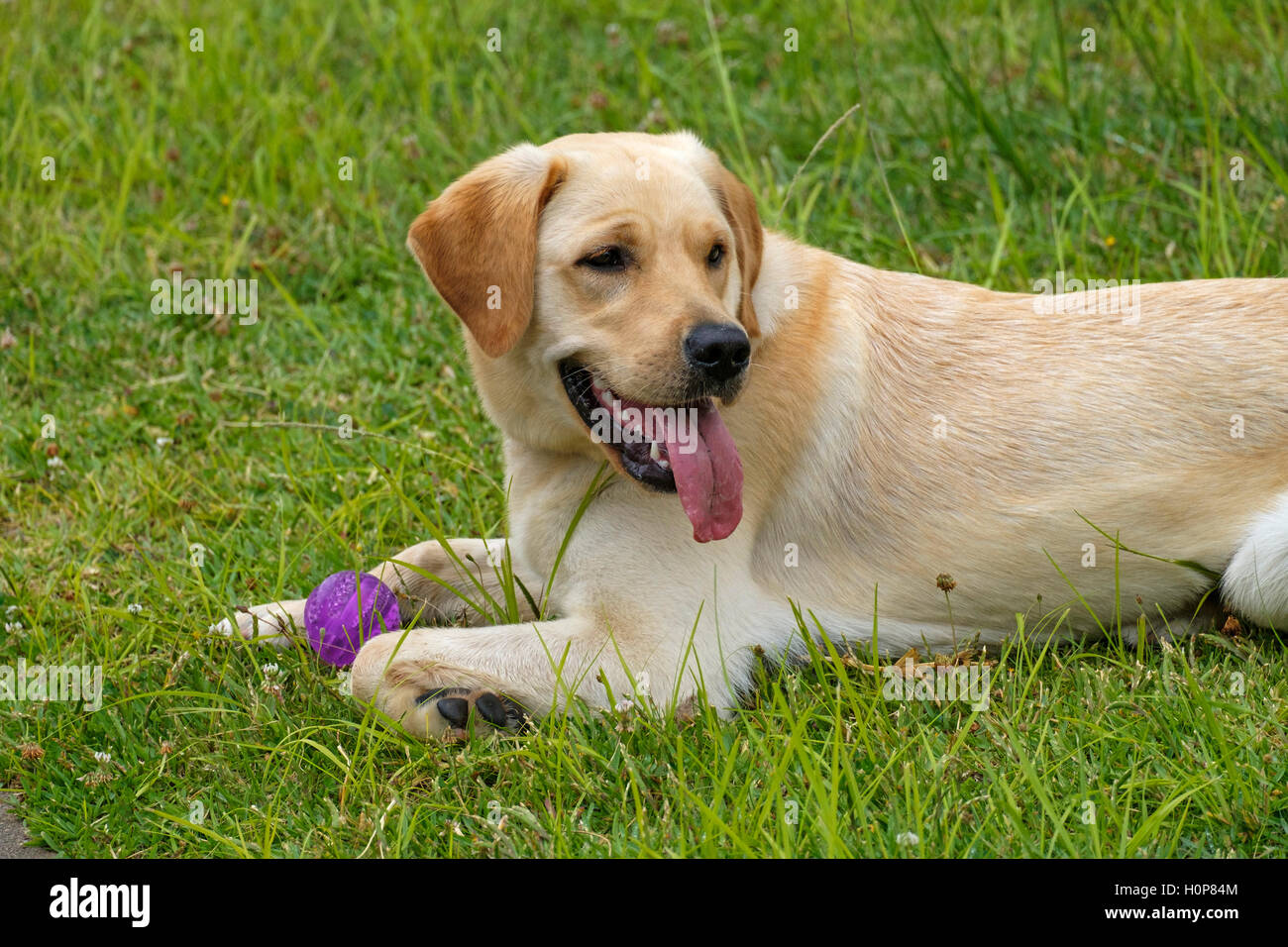 Yellow Labrador Golden Retriever mix dog lying down on the lawn ...