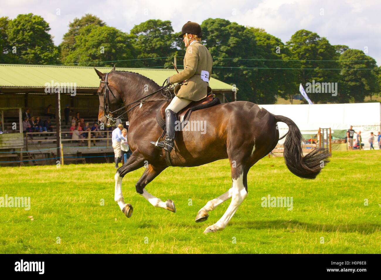 Man riding a horse show jumping. Bellingham Show and Country Festival, Bellingham, Northumberland, England, United Kingdom. Stock Photo