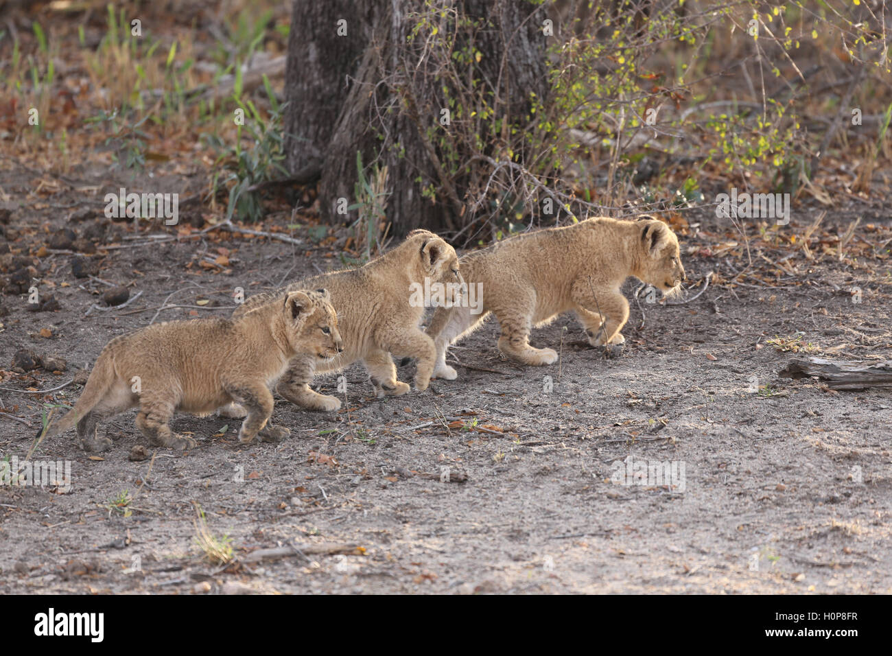 Three lion cub siblings walking together Stock Photo