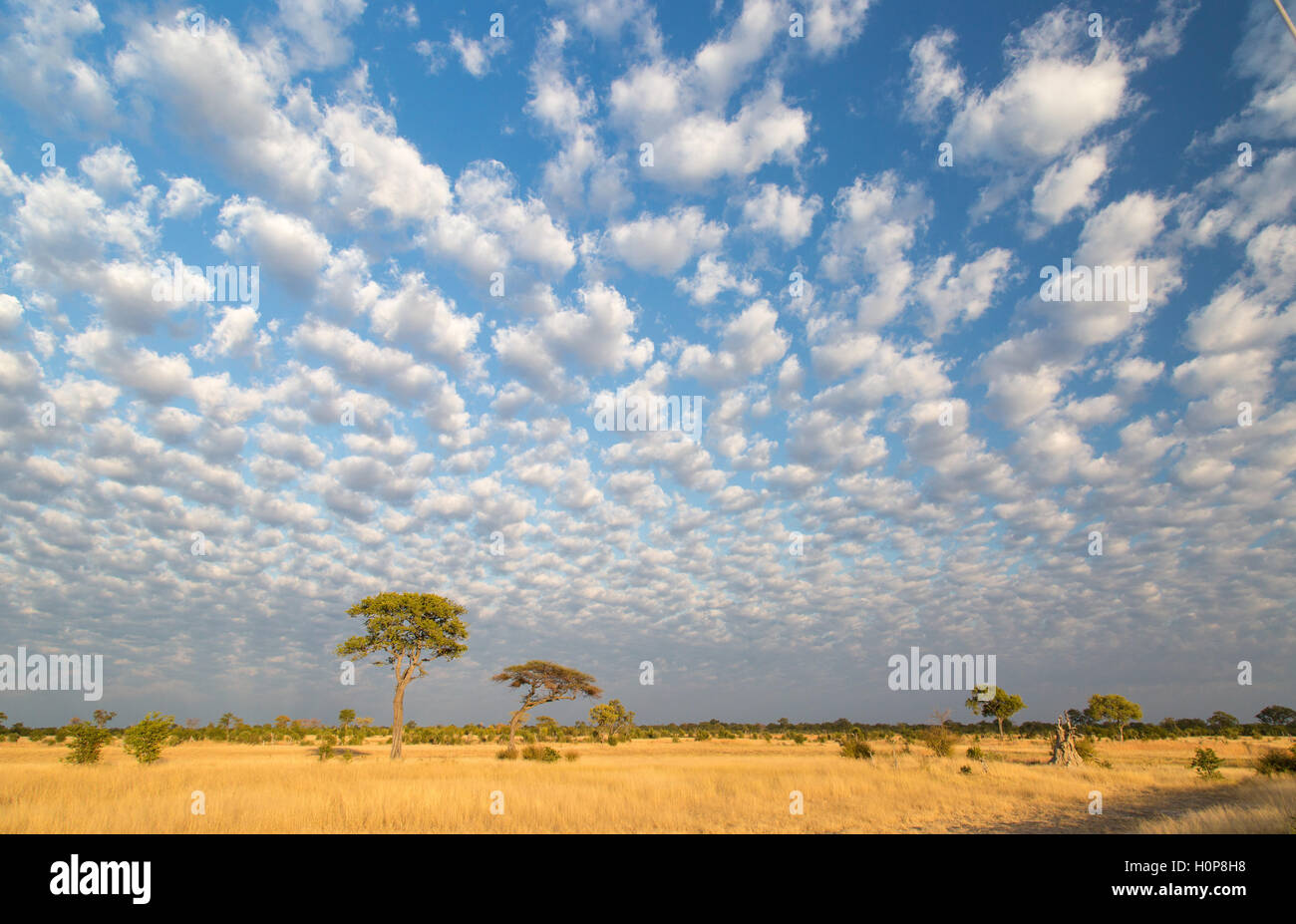 Moody savannah landscape with scattered clouds and isolated tall acacia trees in an open yellow grassland Stock Photo