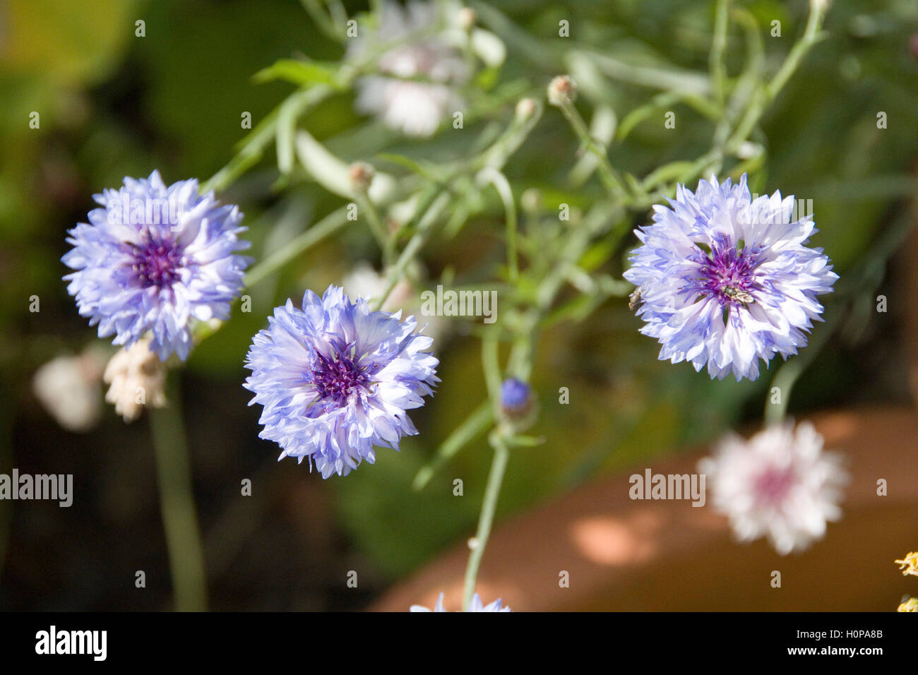 Close up on the blue flowers of a Cornflower, England Stock Photo