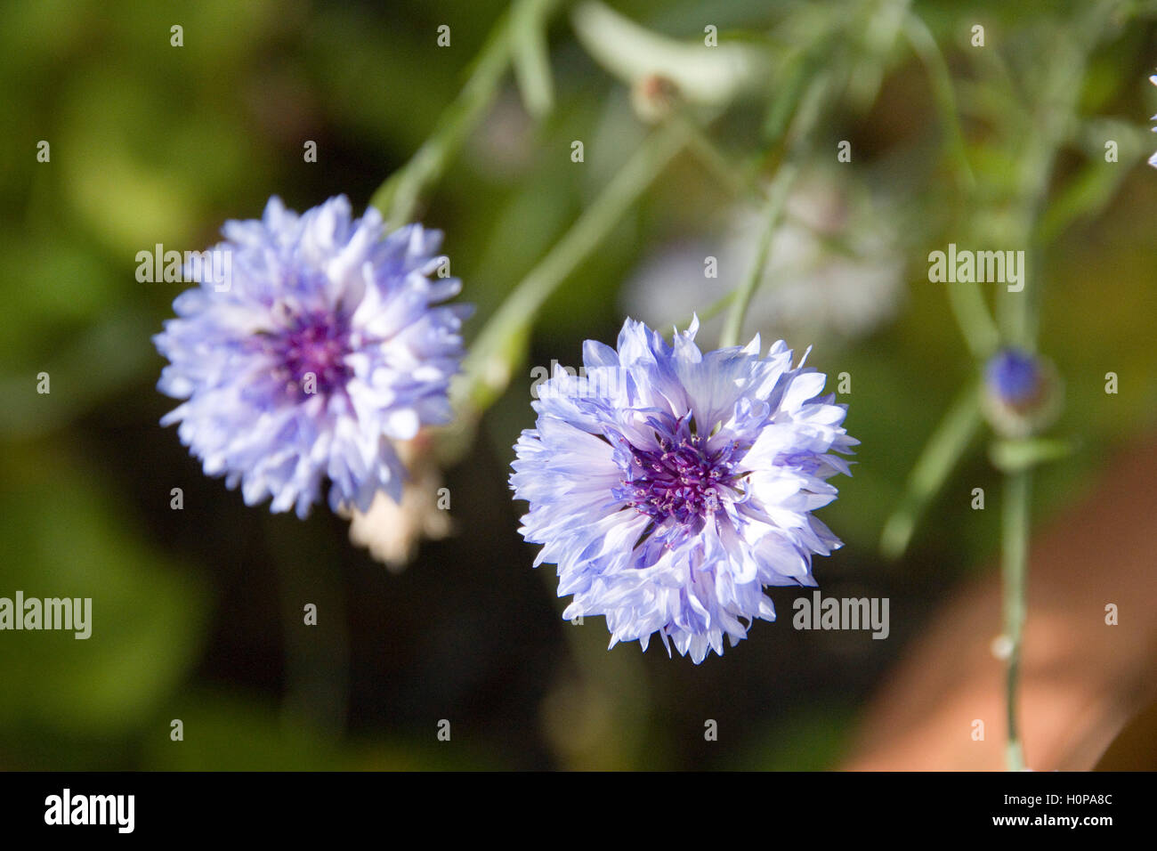 Close up on the blue flowers of a Cornflower, England Stock Photo Alamy